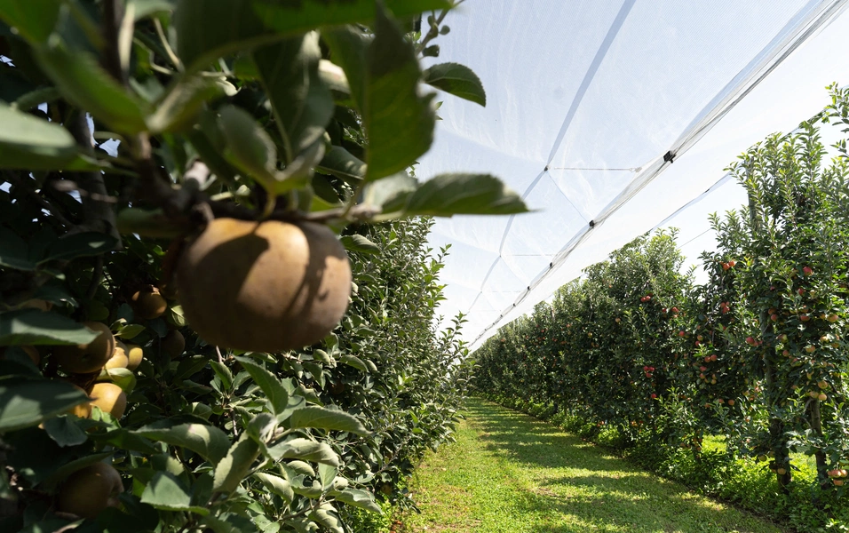 your-friendly-guide-to-thriving-fruit-trees