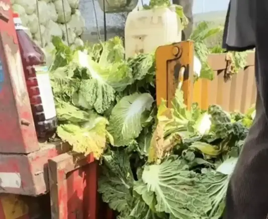 Sau khi vụ việc bị phanh phui, nhiều nơi đã tiến hành kiểm tra chất lượng cải thảo. Ảnh: Sohu