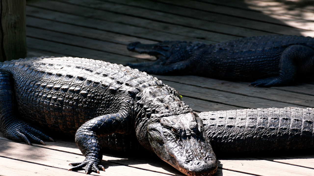 I filmed this crocodile heading toward its prey