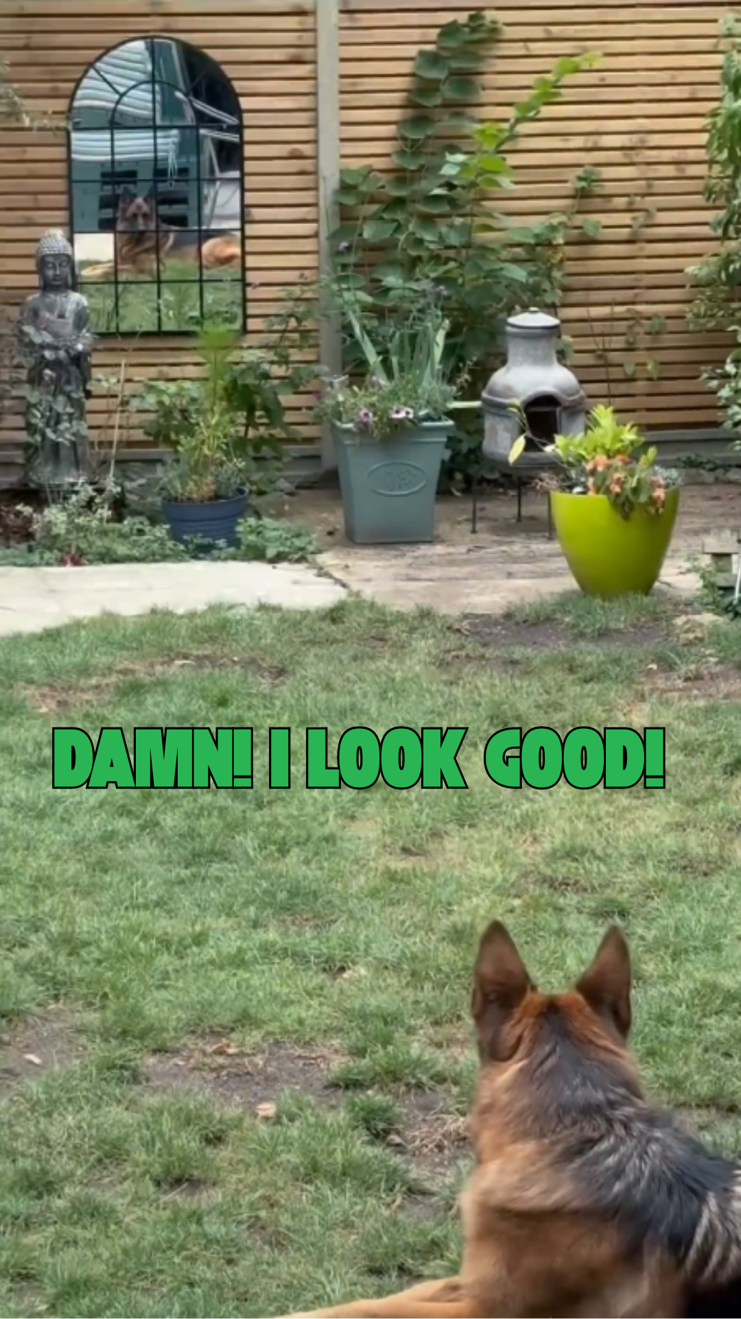 German shepherd shows off a confident and proud look