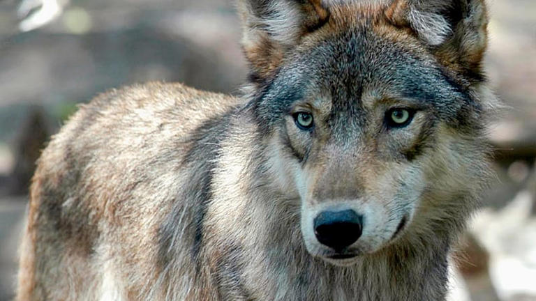 wolf-sightings-rise-in-italy-after-suspected-attacks