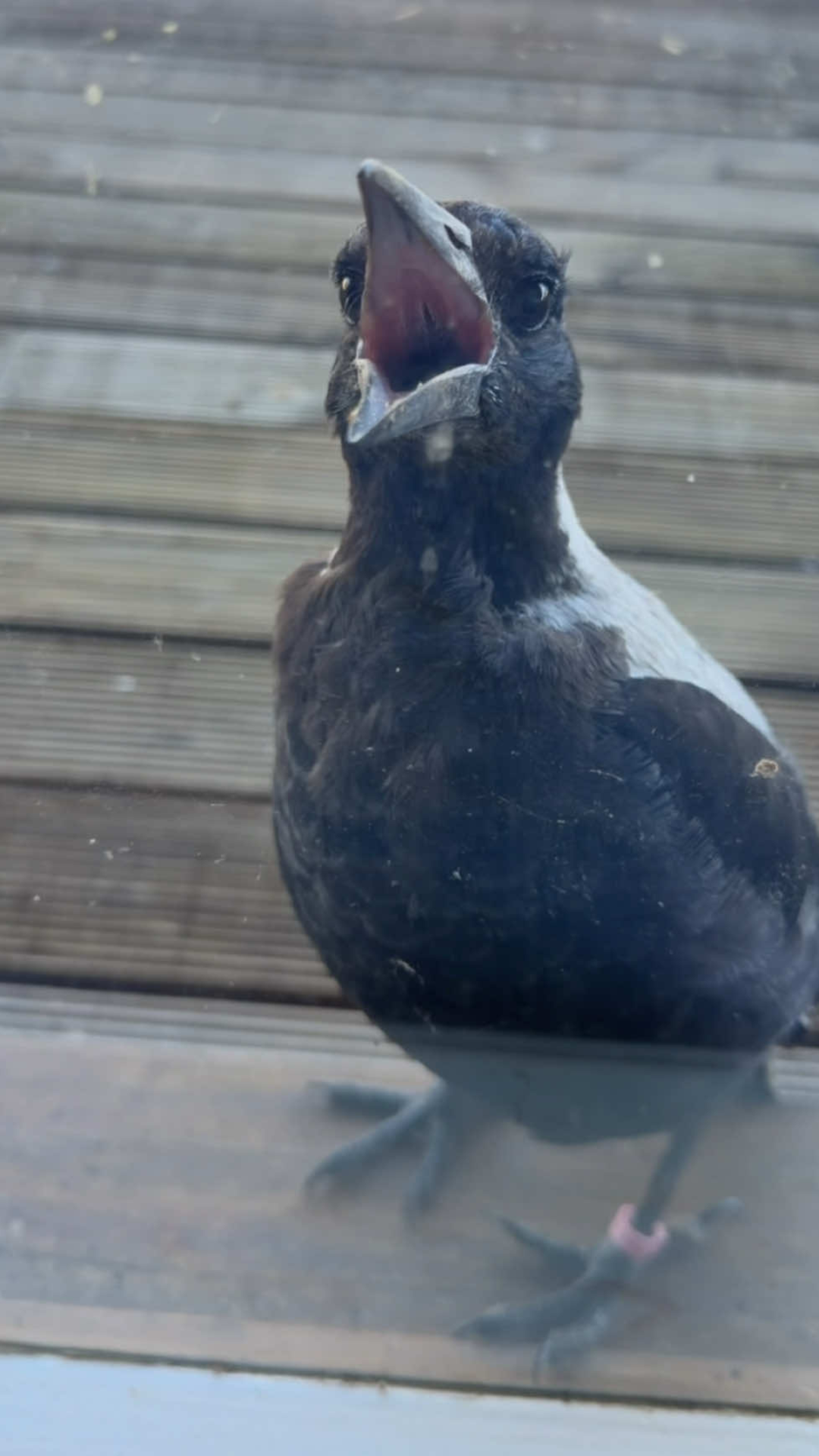 Young magpie makes an unexpected window visit