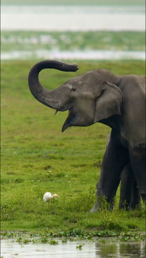 capturing-the-beauty-of-wild-elephants