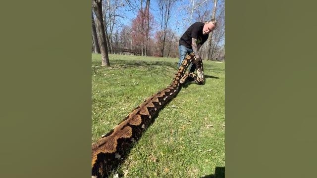 He took his 20-foot python for a walk in the park... this isn’t a dog ...