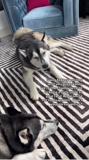 Daily husky chaos with nonstop bickering and good vibes