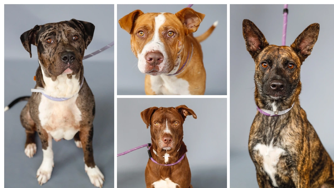 Smooth transitions for rescue dog adoptions