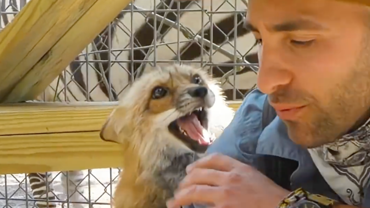 Coyote Peterson's red fox bit his ear, dug at his back, and stole his ...