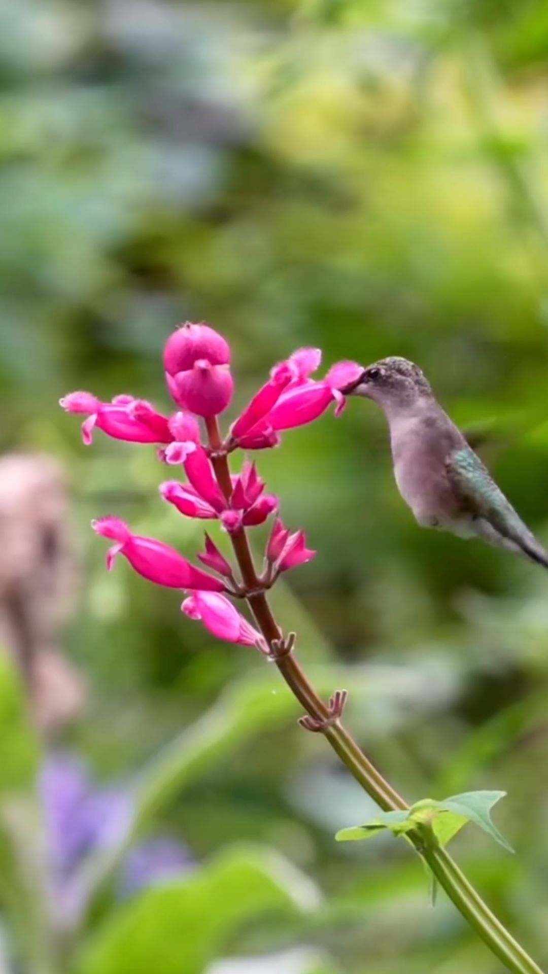 Amazing Facts About the Fast Flying Hummingbird