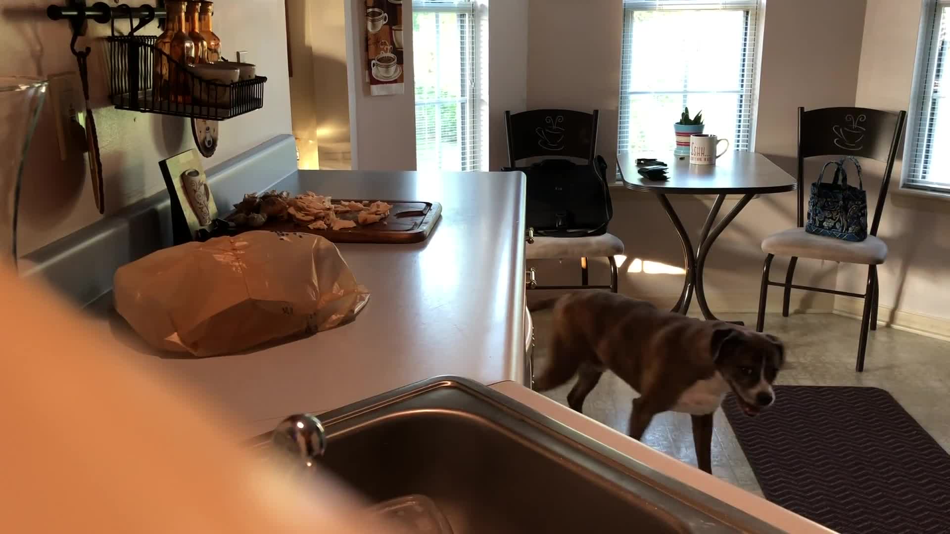 Dog discreetly takes food from the counter while owners are away