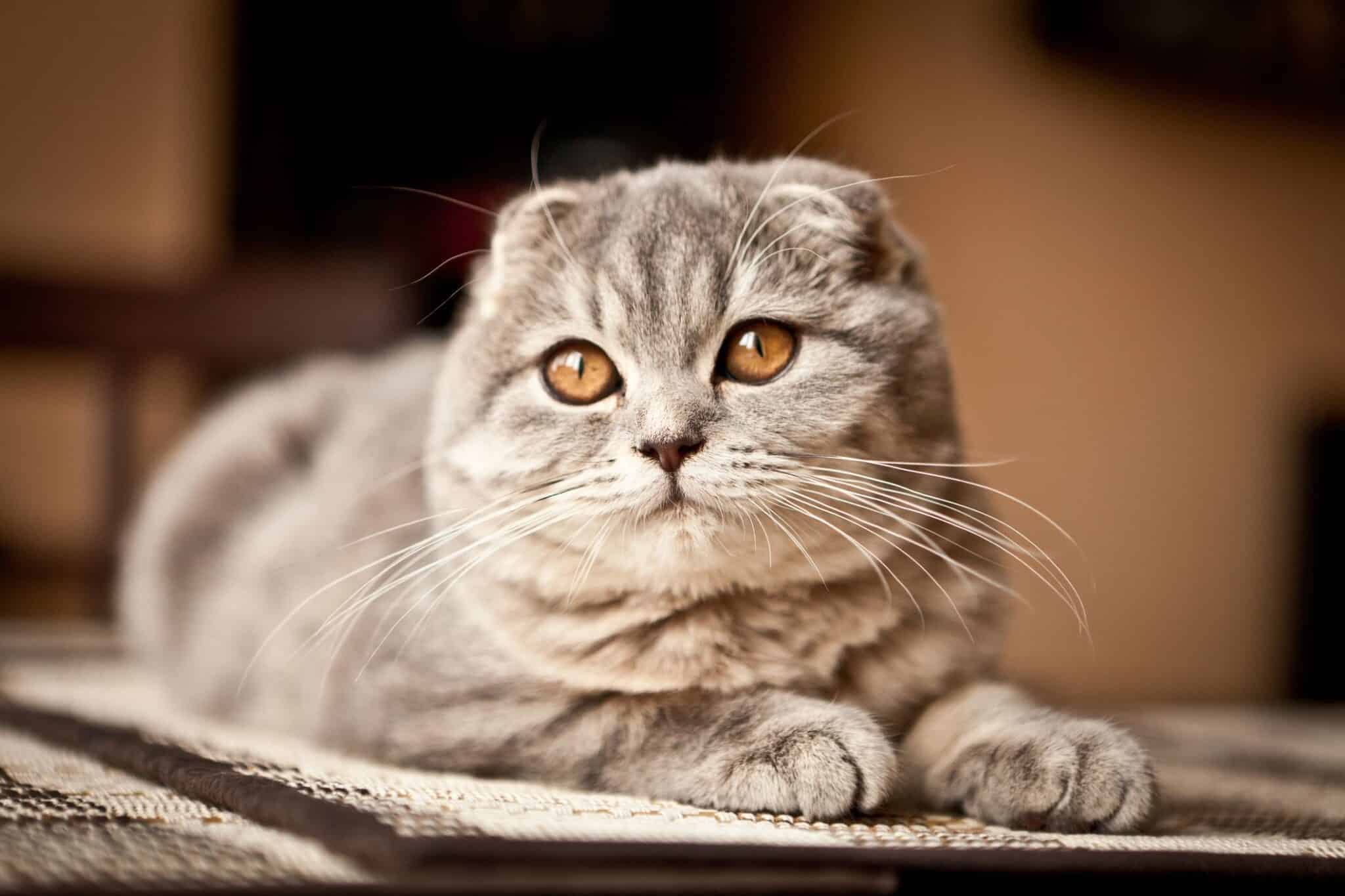 35-things-you-probably-didn-t-know-about-cats