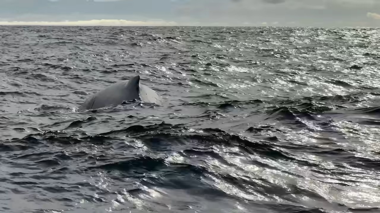 The biggest surprise wasn't the fish... it was two 50-foot whales
