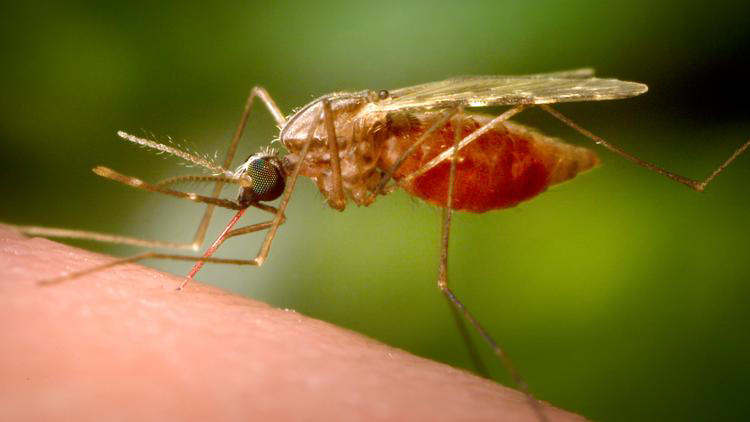 Dengue fever cases surpass 350 in Tampa Bay: See county-by-county numbers