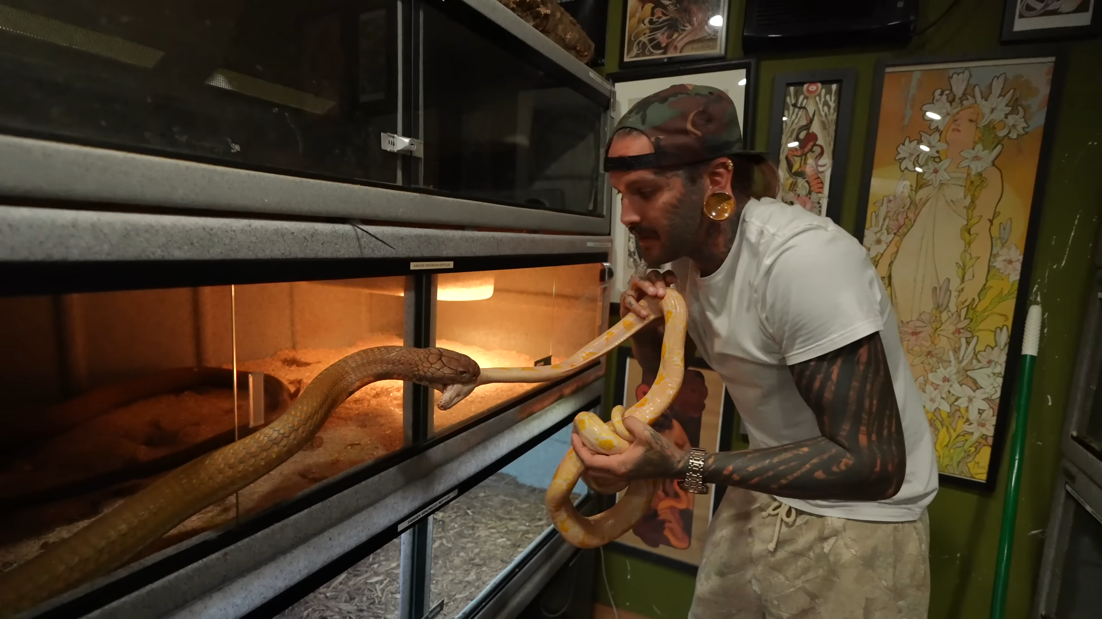 A 6-foot python was put in front of a 13-foot king cobra - here’s what ...