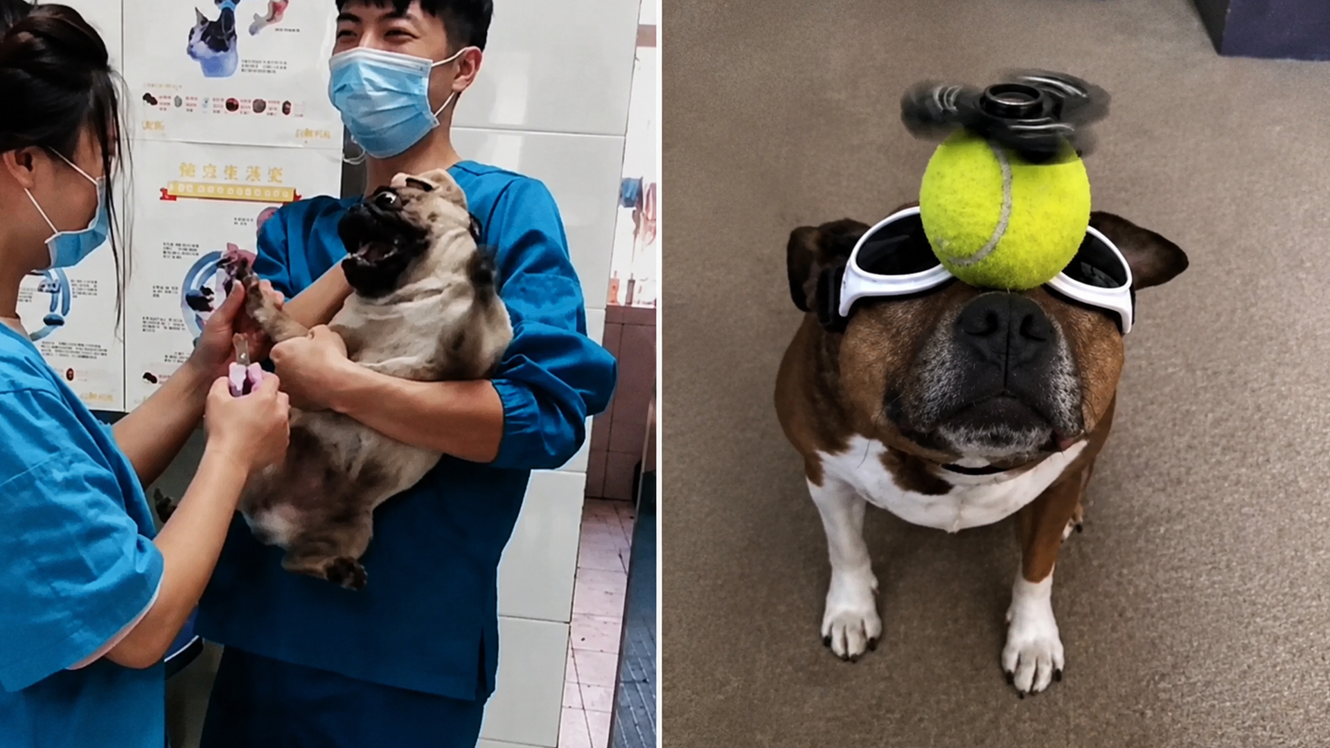 Dog fails