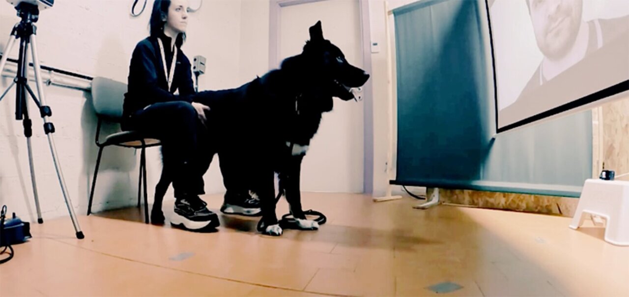 Dogs may use blinking as a subtle social signal