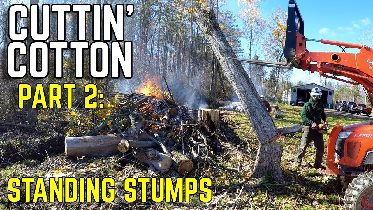 What makes dead cottonwood trees so dangerous to cut?