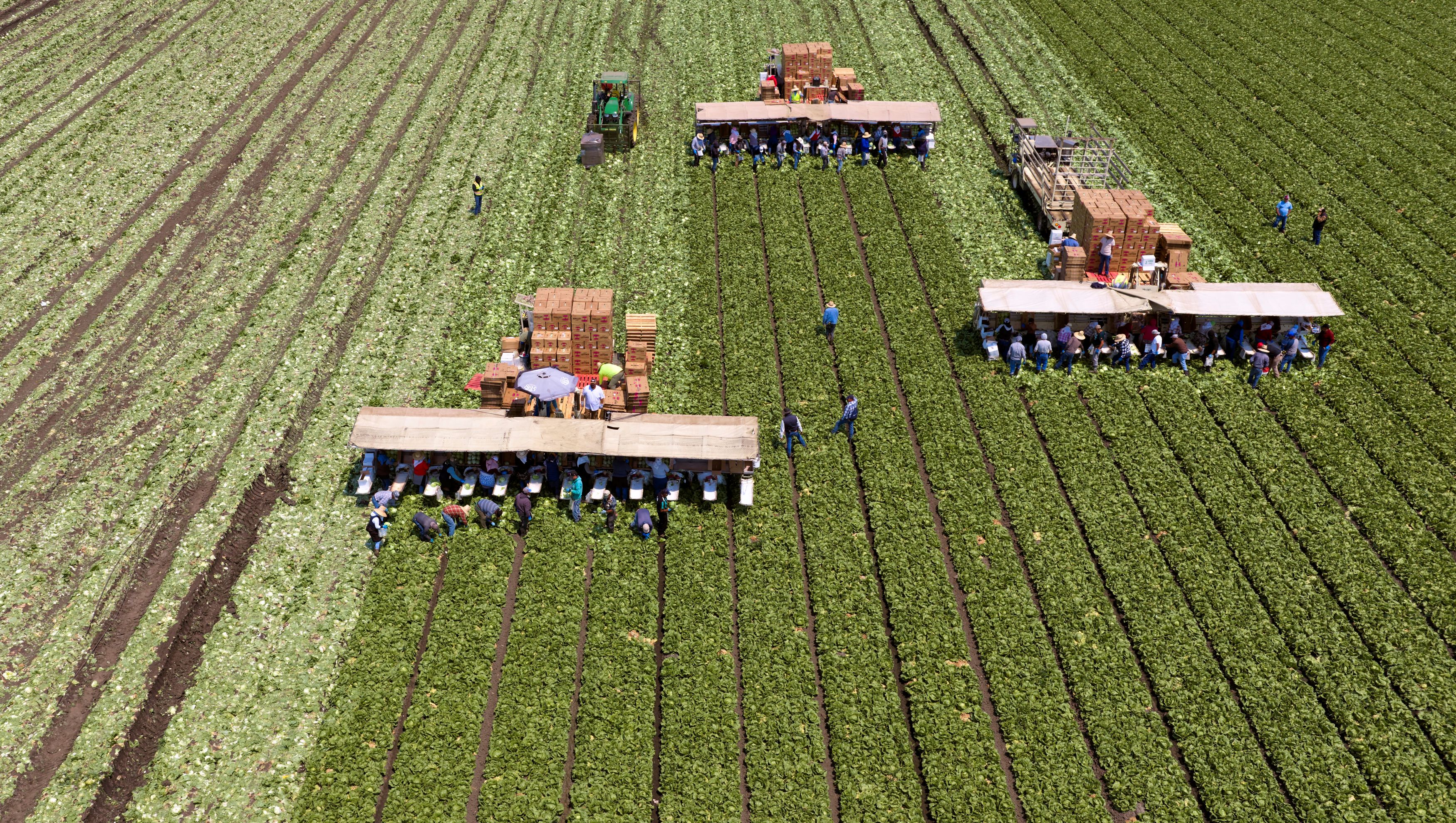 Trump administration's pay cuts for migrant farmworkers ruled illegal
