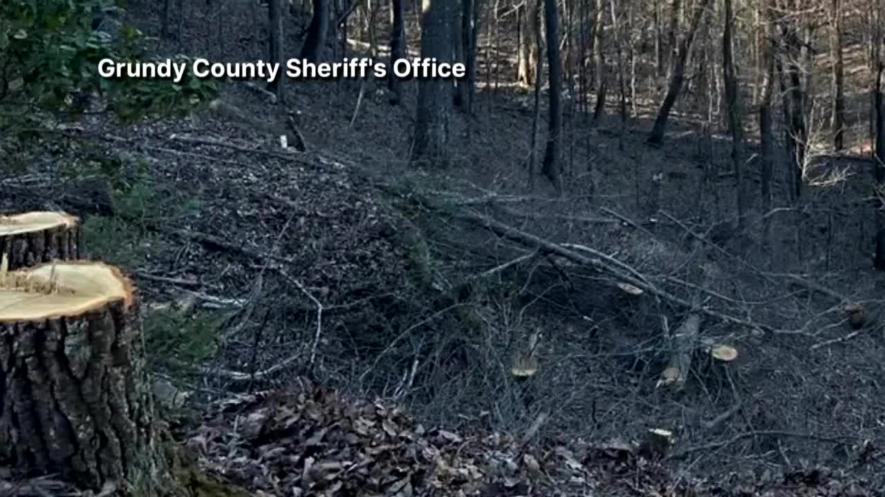 Nashville man cuts down state trees, faces prison time