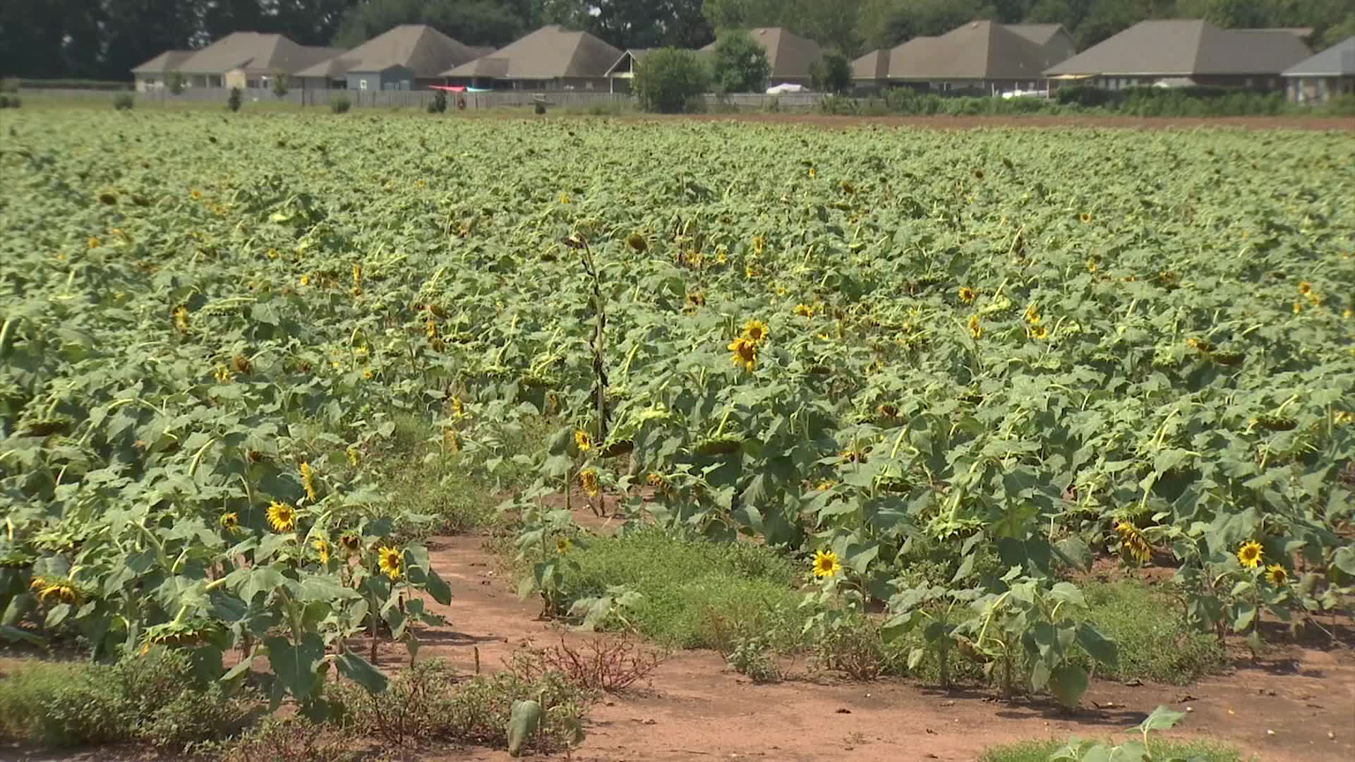 the-power-of-sunflowers-funding-free-medical-flights-through-pilots