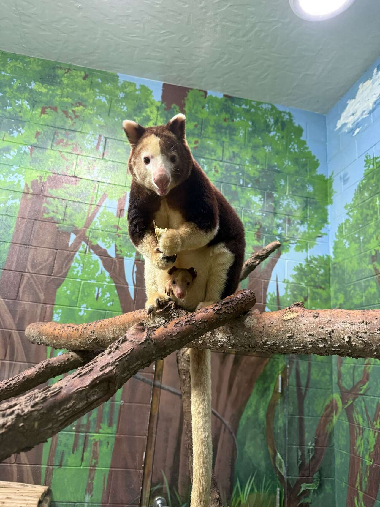 Endangered tree kangaroo joey debuts at San Antonio Zoo