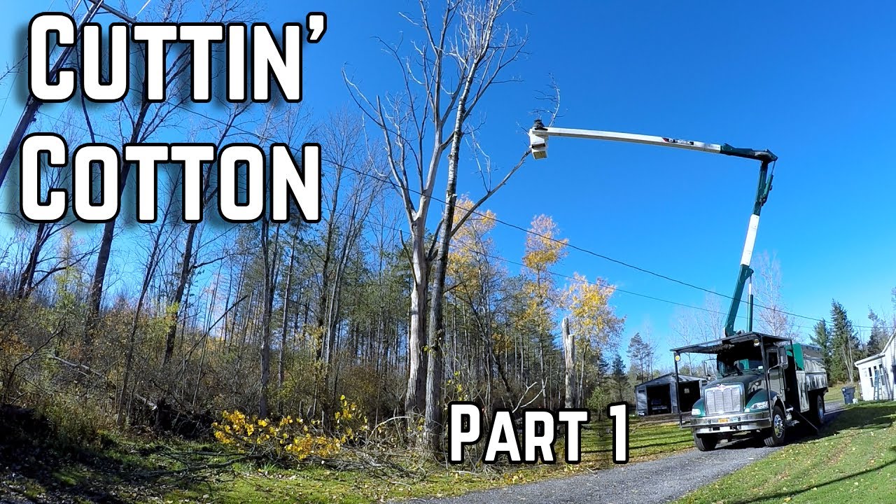 Why massive dead trees are so dangerous to cut