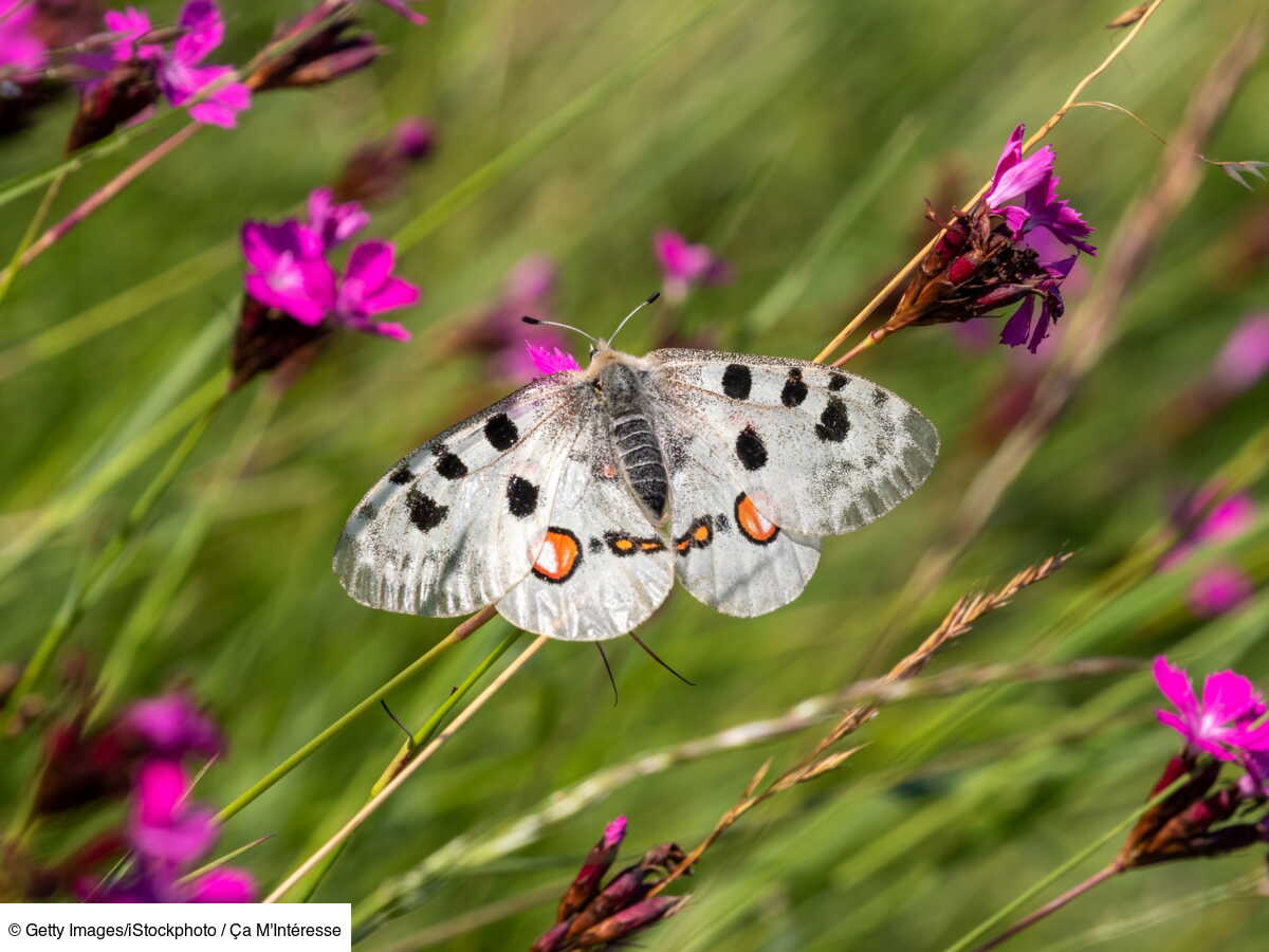 Biodiversité en montagne : comment ces plantes et ces animaux s ...