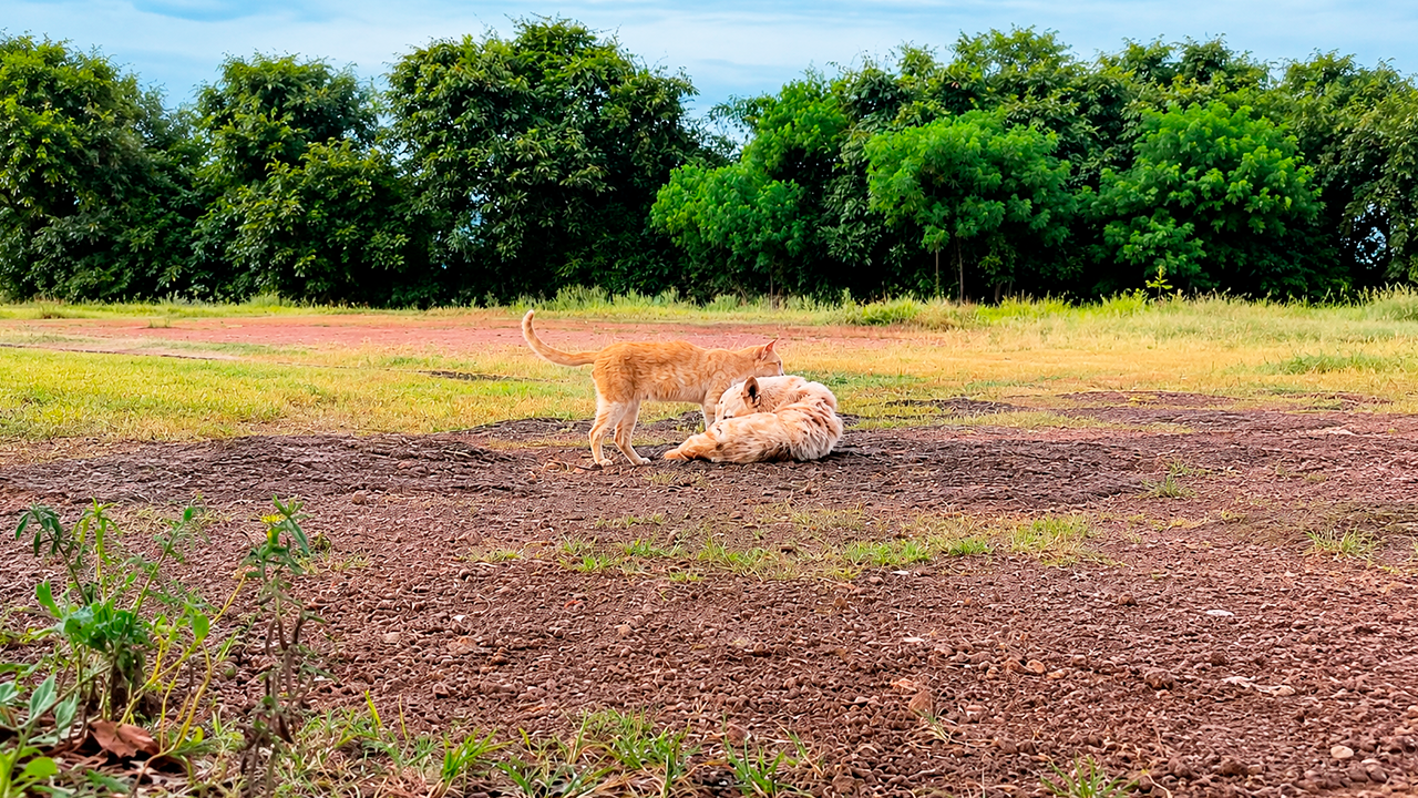 Watch this boss cat guarding his friend