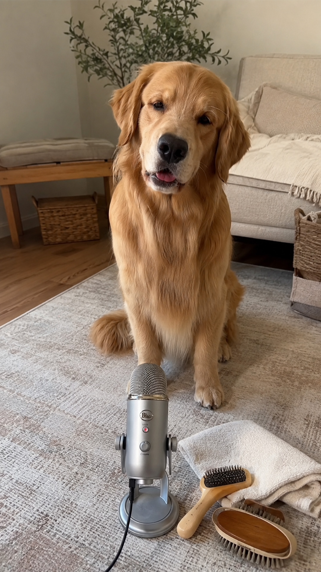 Golden retriever becomes an ASMR star