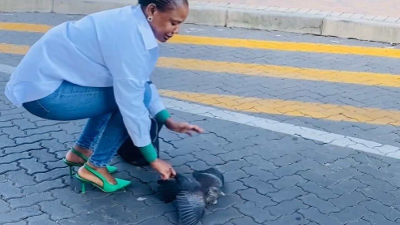 Compassionate woman rescues injured bird from busy road