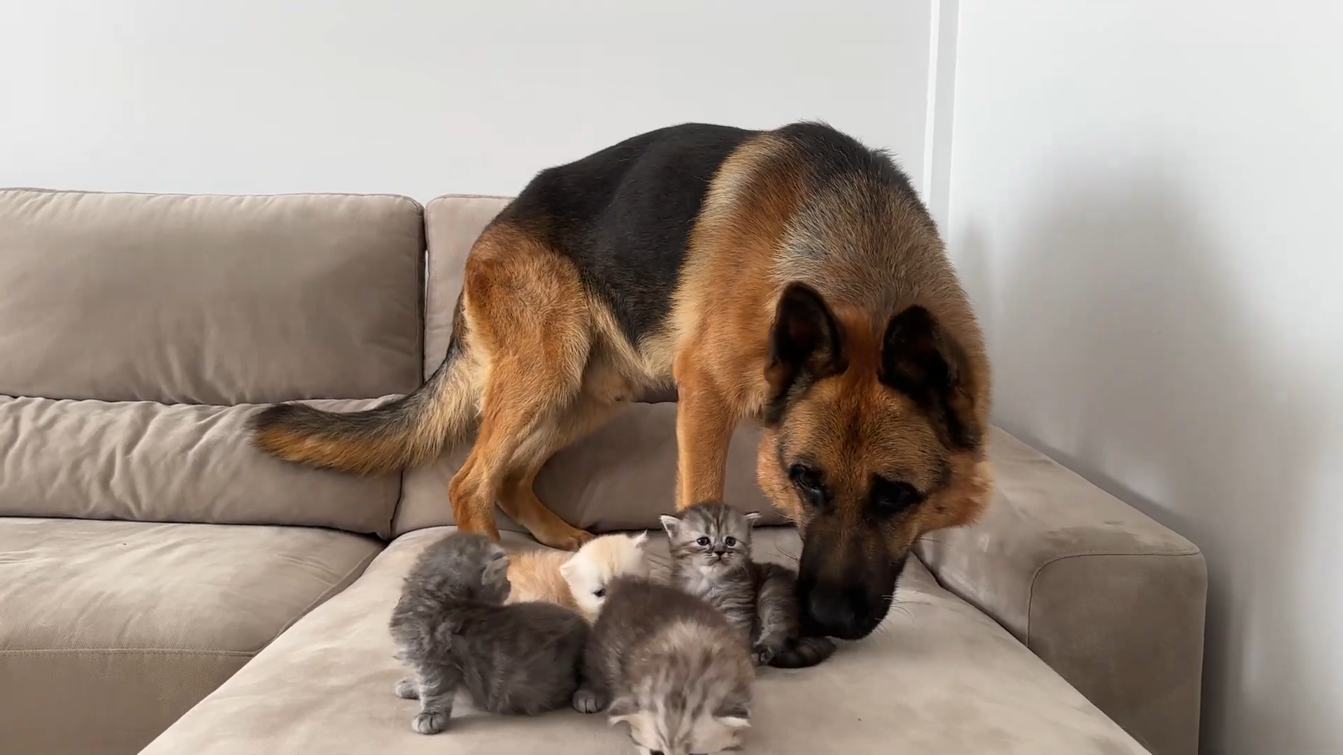 German shepherd gently meets tiny kittens