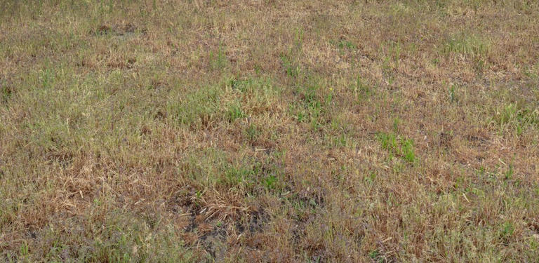 Brown crunchy lawns will come back greener by adding 1 natural item now ...