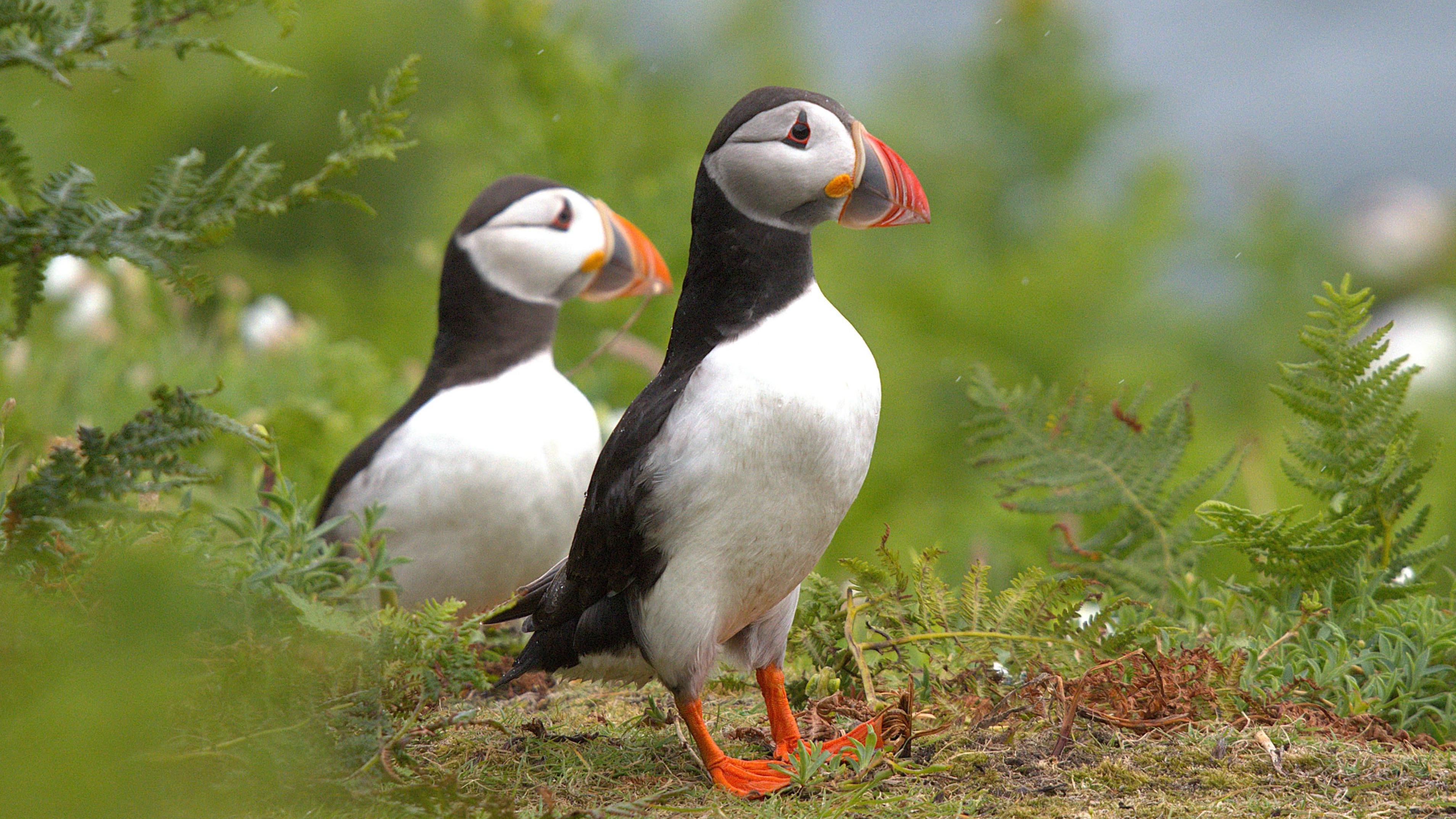 Baby puffins make uninhabited island their new home
