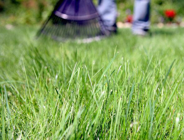 Brown crunchy lawns will come back greener by adding 1 natural item now ...