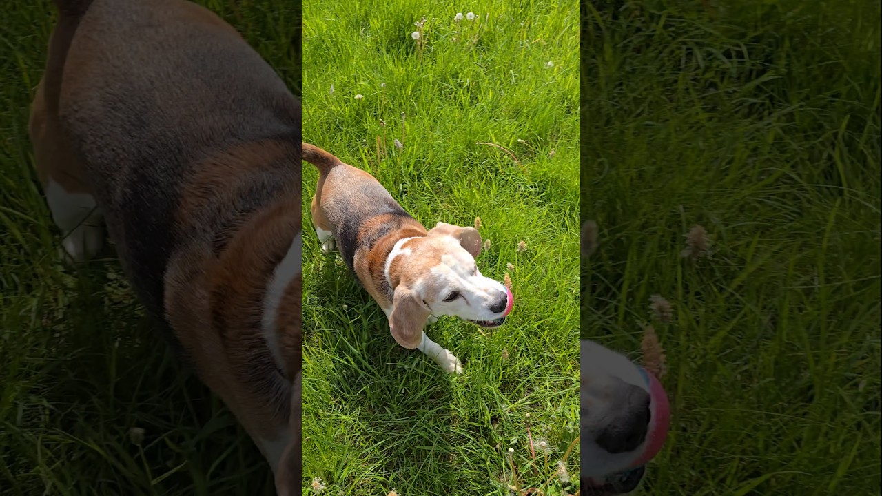 Beagle has an absolute blast at the park