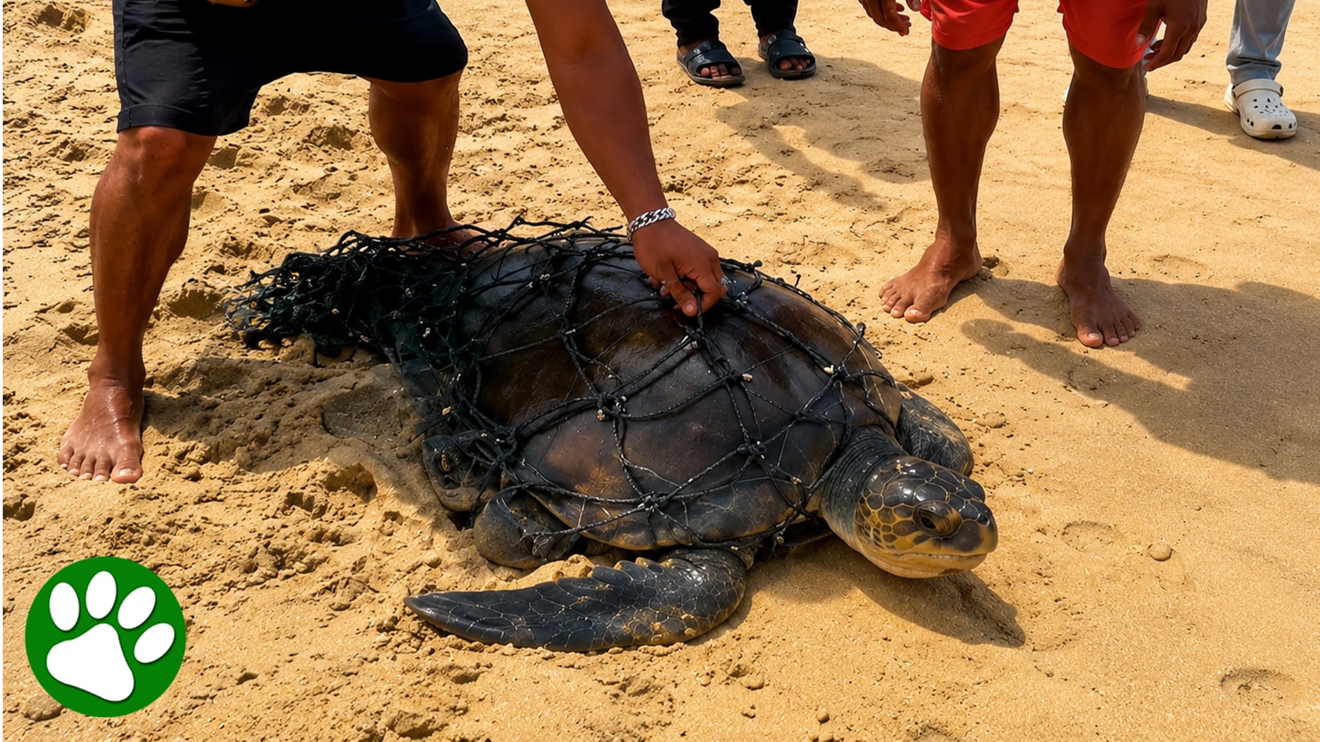 Locals race to save turtle trapped in fishing nets