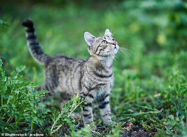You're taking care of your cat wrong! Scientists claim you should let