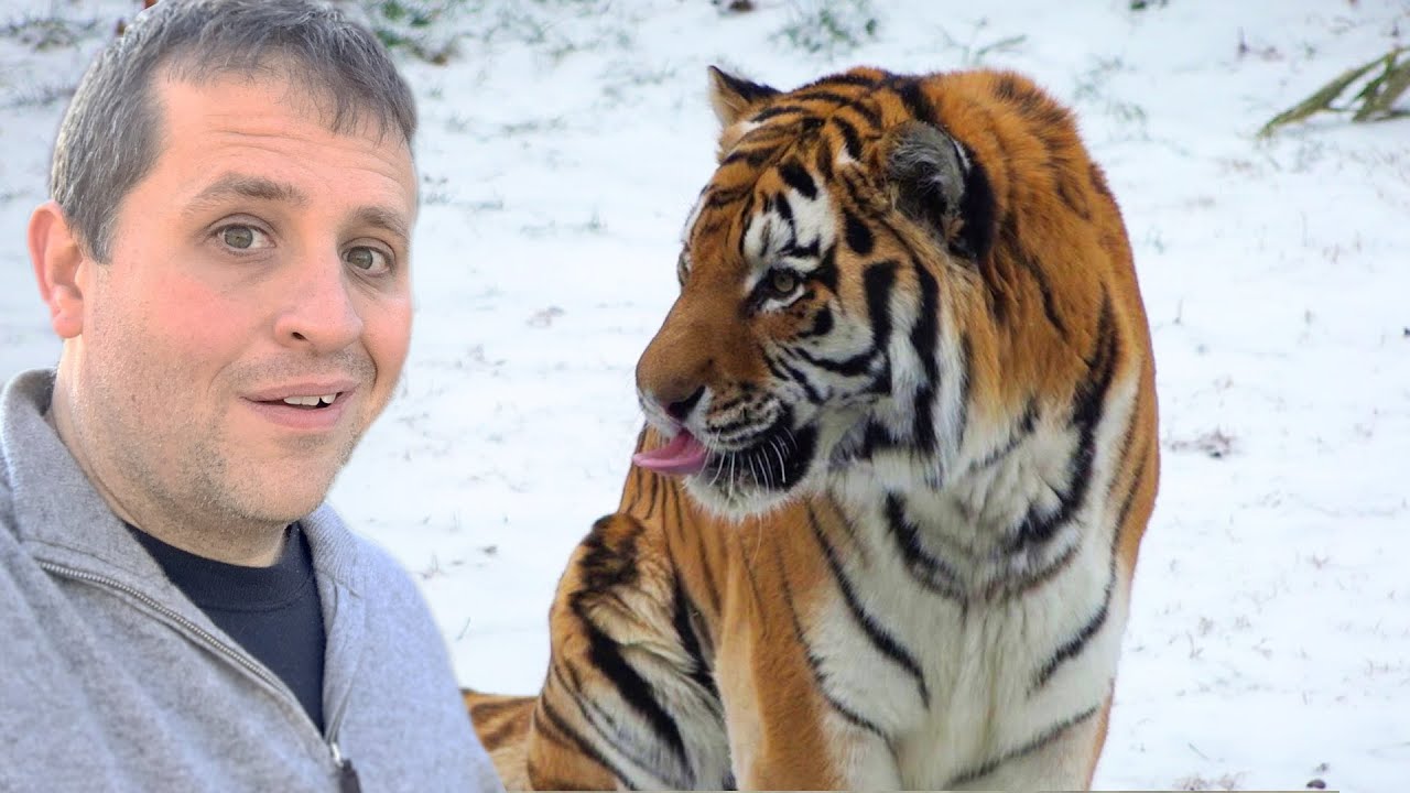 Watch a hilarious tiger delivery prank fool a Vermont farm