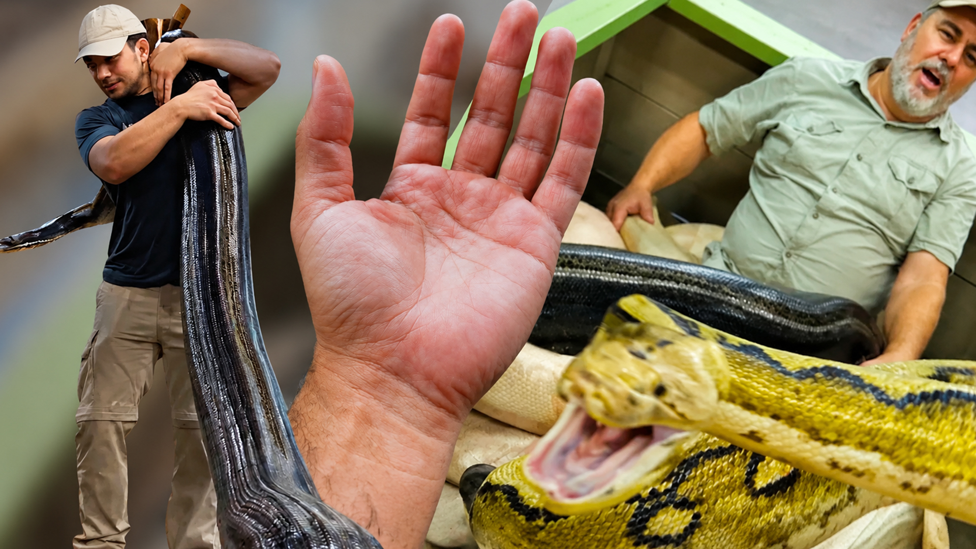 Moving giant reticulated pythons takes teamwork and careful planning