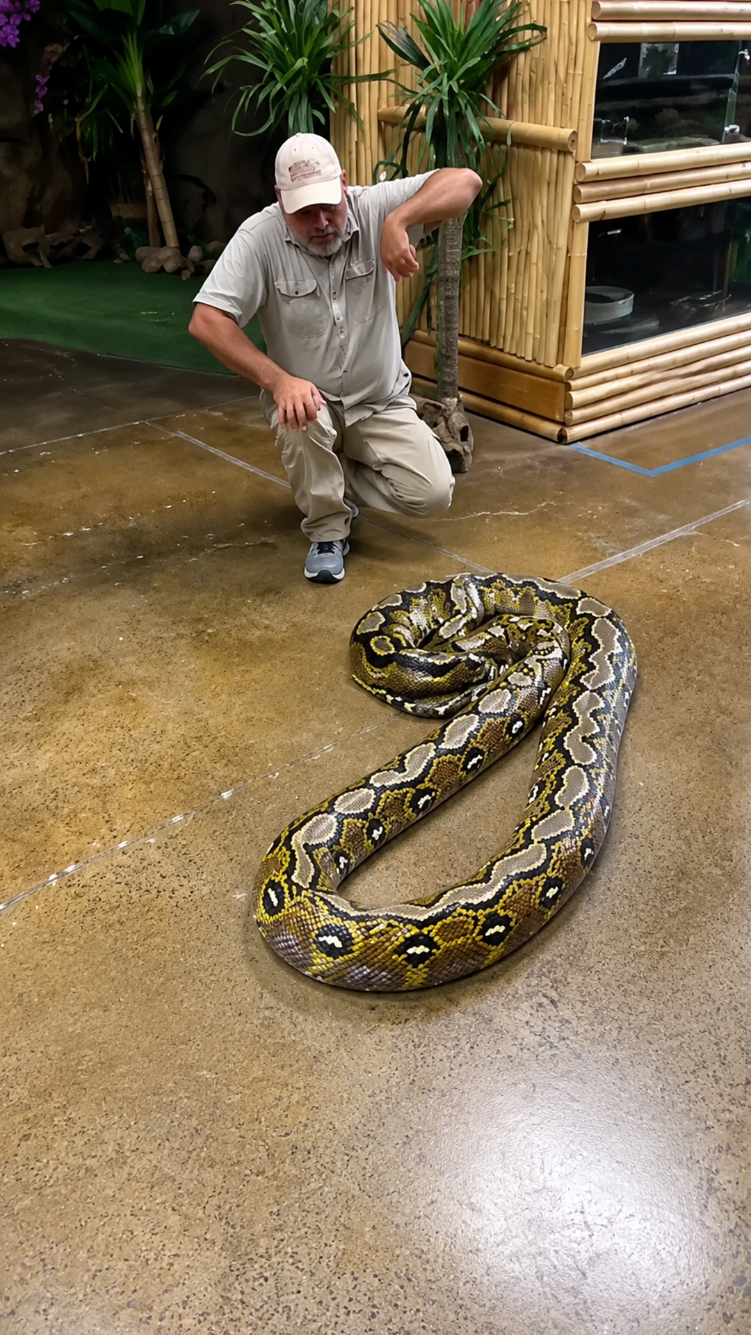 17-foot python reveals the scale of a truly giant snake