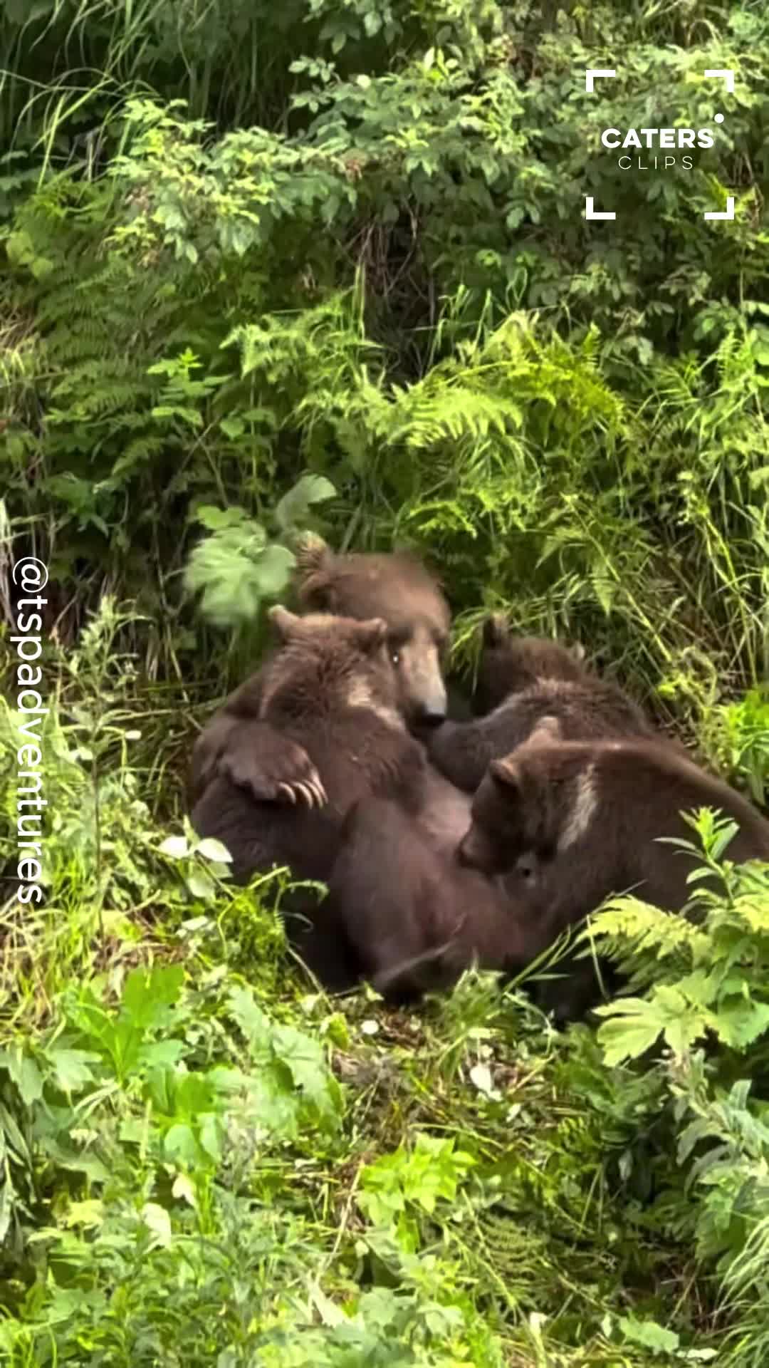 Mama bear finds herself surrounded by three playful cubs