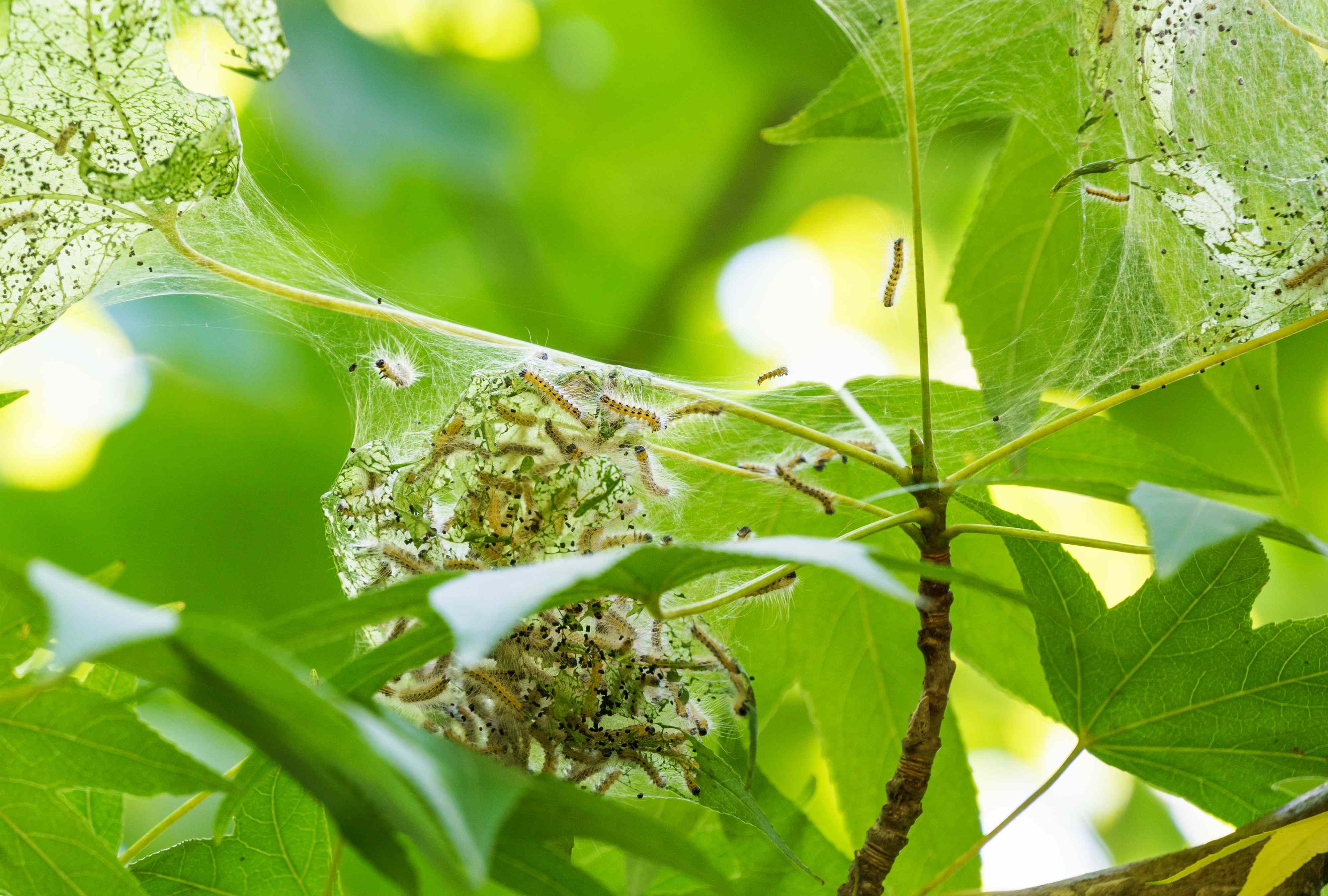Why giant webs suddenly appear in your trees in summer—and whether to worry