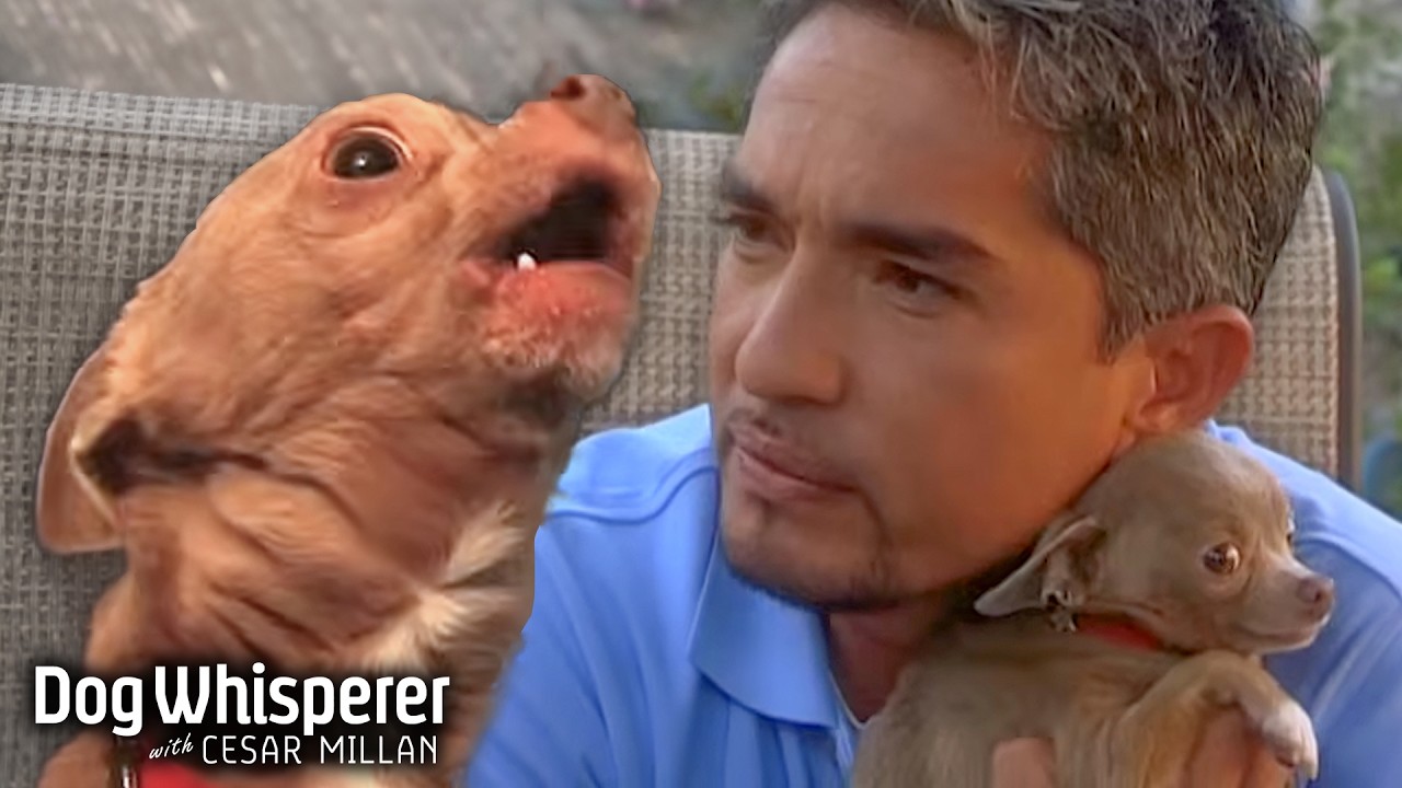 Cesar trains Nunu, the overprotective chihuahua! Dog Whisperer with ...