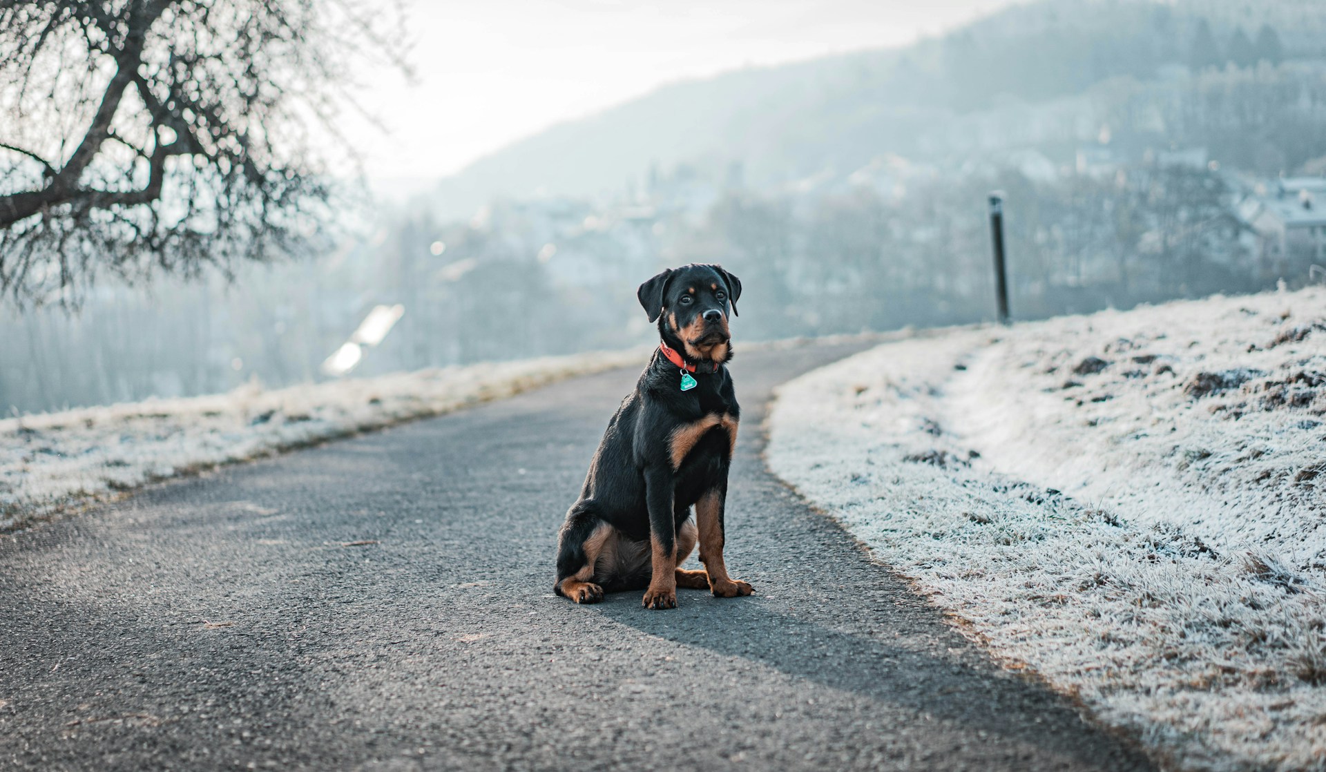 The 15 most dangerous dog breeds in the world
