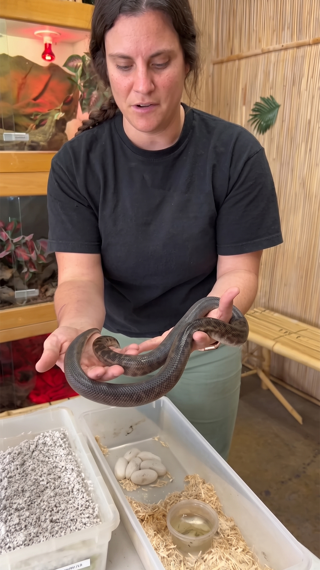 Ball python egg clutch brings an exciting new breeding update