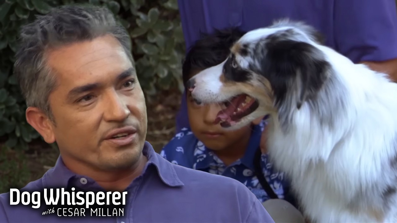 Cesar helps agility dog overcome fear of children - Dog Whisperer with ...