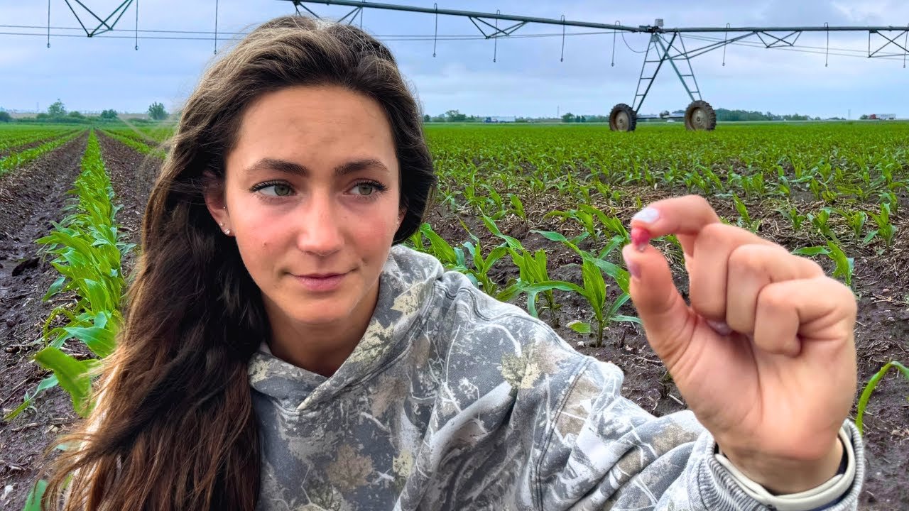 A costly farming mistake on the farm