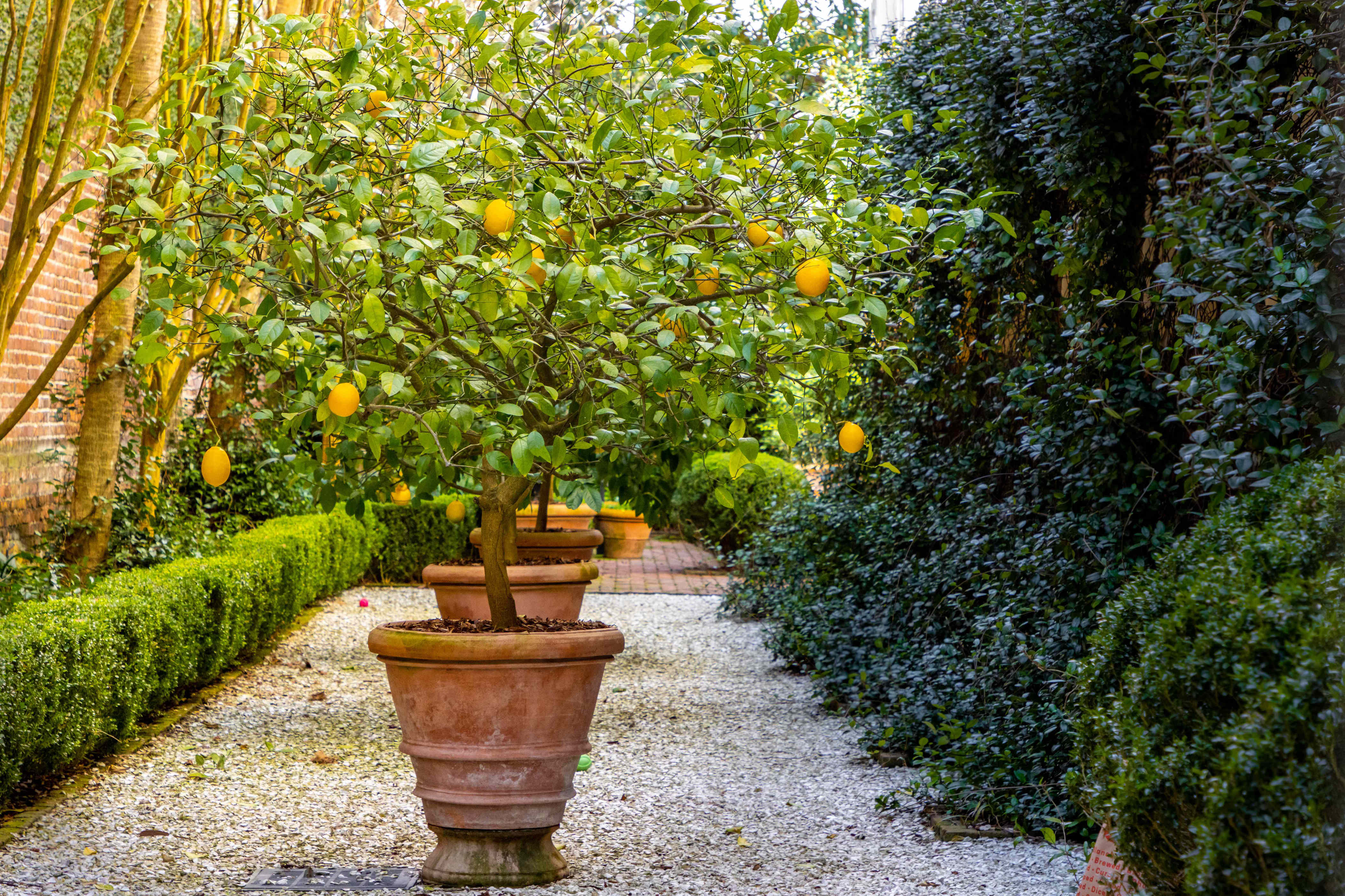 why-your-potted-fruit-trees-aren-t-thriving-and-the-7-mistakes-experts