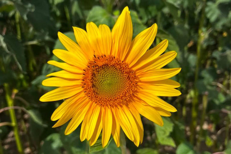 i-visited-most-picturesque-sunflower-field-with-beautiful-blooms-just