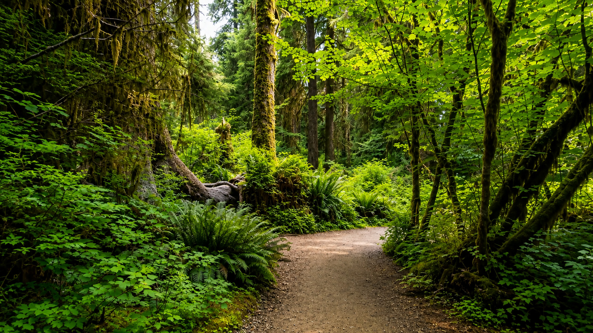 Walking through Washington’s magical Hoh Rain Forest (4K)