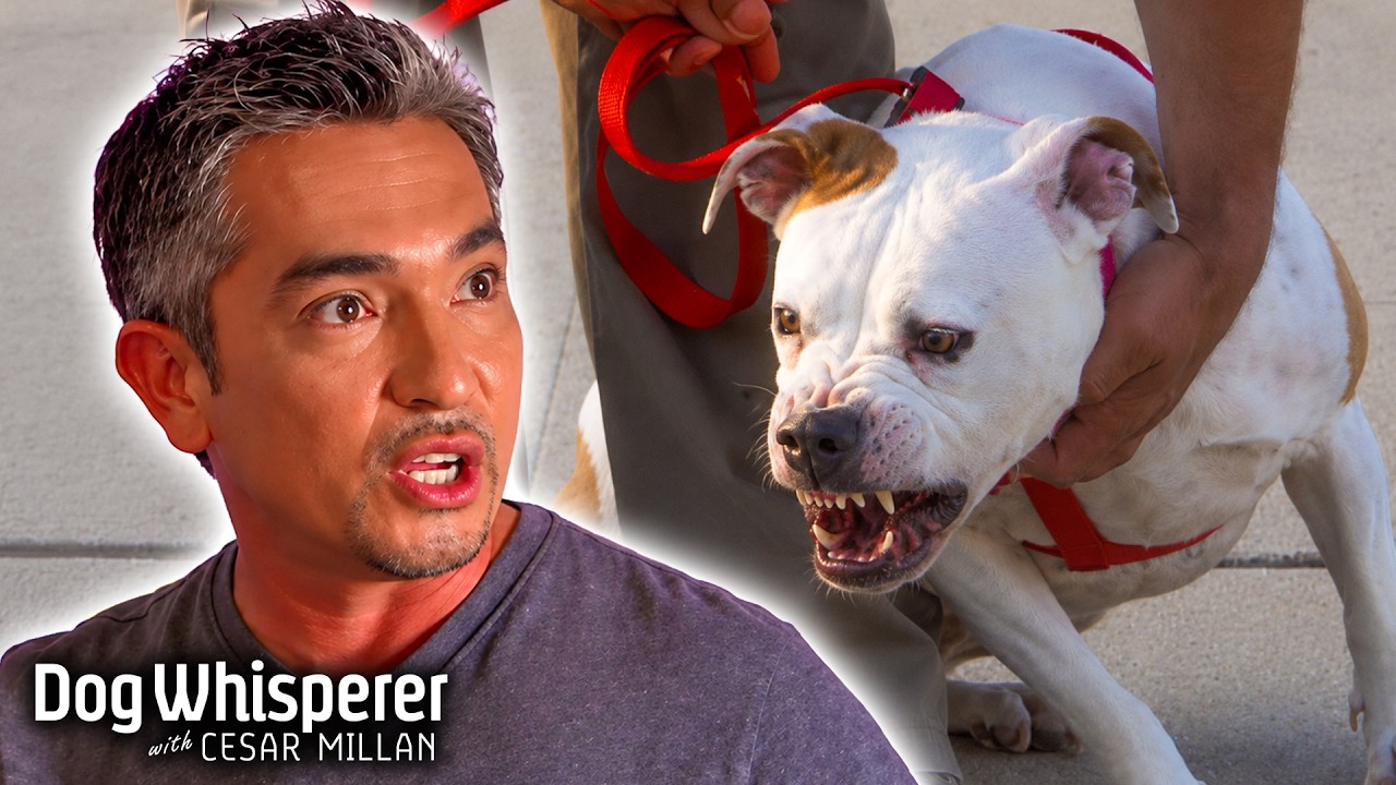Cesar's most dangerous red zone dog cases! Dog whisperer with Cesar Millan